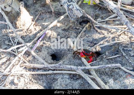 Rote Mangrovenkrabbe (Perisesarma Bidens, die Rotkrallenkrabbe), die in ein Loch in Mangroven an der Küste der Insel Praslin auf den Seychellen eindringt. Stockfoto