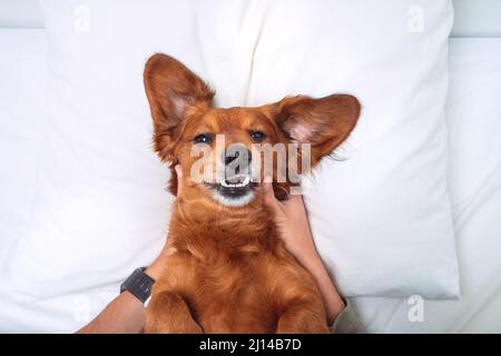Witziger Hund im Bett. Fröhlich lächelnder Dackel auf weißem Kissen liegend Stockfoto