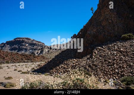 Kanarische Kiefer, pinus canariensis, gegen einen blauen Himmel, der von der Seite einer Klippe in der vulkanischen Landschaft der Las Canadas del Teide wächst Stockfoto