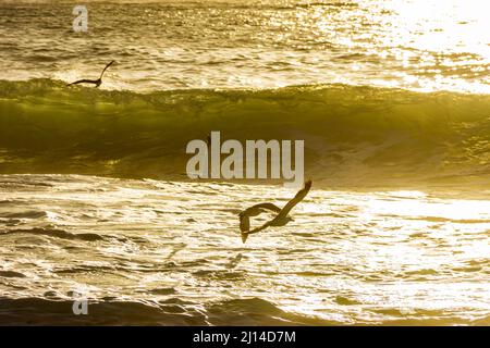 Möwen fliegen über das Meer und Wellen bei Sonnenaufgang am Strand von Ipanema in Rio de Janeiro, Brasilien Stockfoto