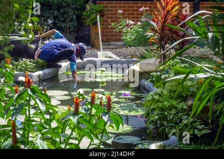 Asian Mann tragen Kappe Reinigung Gartenteich von grünen Algen. Männlicher Hausmeister, der den Gartenteich vor der Regenzeit überprüft und intakt hält. Gärtner Arbeit Stockfoto