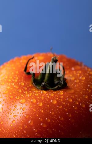 Beschnittene Nahaufnahme einer frischen roten Tomate mit Wassertropfen vor blauem Hintergrund mit Platz zum Kopieren Stockfoto