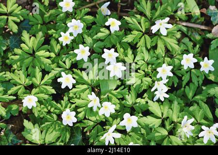 Draufsicht auf viele weiß blühende Wood Anemon Blumen im Wald Stockfoto