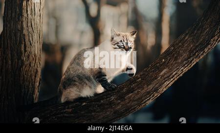 Süße tabby flauschige Katze sitzt an einem sonnigen Wintertag auf einem dicken Baumzweig. Eine Katze in der Natur. Stockfoto