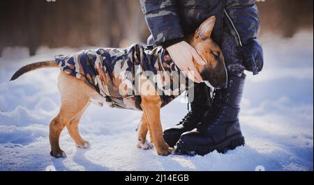 Ein süßer Ingwer-Welpe eines Miniaturbullen-Terrier kuschelt mit seinem Besitzer an einem verschneiten sonnigen Tag im Park. Gehen Sie mit Ihrem Lieblingstier. Die Liebkosung von Th Stockfoto