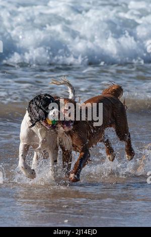 Zwei Sprocker Spaniel Hunde spielen im Meer am Fistral Beach in Newquay in Cornwall in Großbritannien. Stockfoto