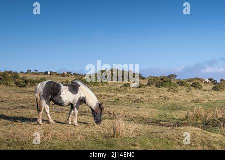 Ein legendäres Bodmin Pony, das auf dem Craddock Moor auf dem rauen Bodmin Moor in Cornwall in Großbritannien grast. Stockfoto