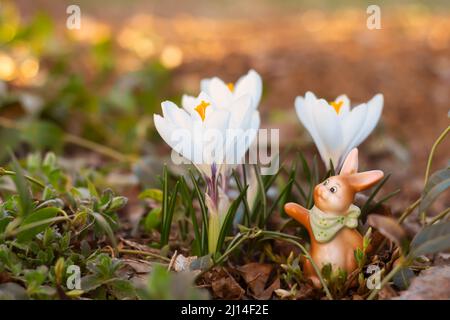 Der Frühling kommt. Erste weiße Krokus-Blüten mit Osterhasen in meinem Garten an einem sonnigen Nachmittag Stockfoto