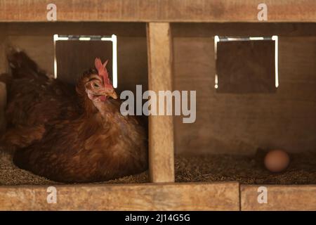 Ein braunes Huhn brütet Eier und ein braunes Ei auf einem Reishusennest im Holzhuhnhaus. Hühnerstall Haushenne. Nahaufnahme. Stockfoto