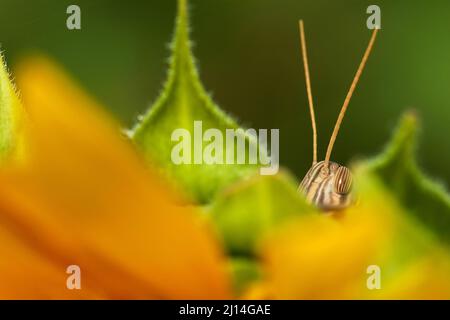 Nahaufnahme eine Patanga-Succincta oder Bombay-Heuschrecke ernährt sich von der gelben Sonnenblume in voller Blüte, einer Heuschrecke, die sich hinter Sonnenblumen versteckt. Landwirtschaft, Schädlingsbekämpfung. Stockfoto