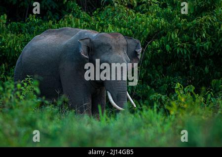 Ein asiatischer Elefant, der sich auf dem grünen Grasland ernährt, weiße Stoßzähne gegen den dunkelbraunen Körper, Ohren, die sich in einer aufmerksamen Position ausbreiten. Kui Buri, Thailand. Stockfoto