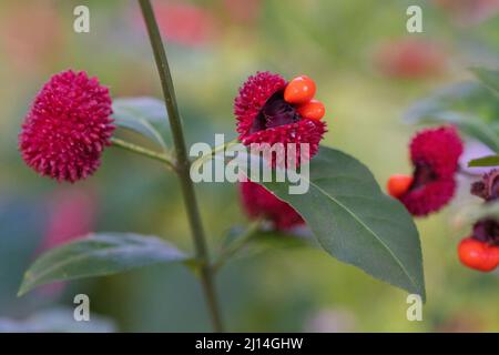 Euonymus americanus, auch als Erdbeerbusch bekannt, hat eine rote Fruchtkapsel und orangefarbene Samen. Stockfoto