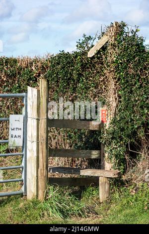 Ein gebrochenes und völlig überwuchertes Holzfußpfadzeichen in einer Stechhecke durch einen Fußpfadstile Stockfoto