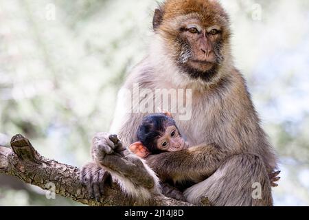 Barbary Macaques Affe mit einem kleinen Affen in der Hand in marokkanischen Atlas Berge, Afrika Stockfoto