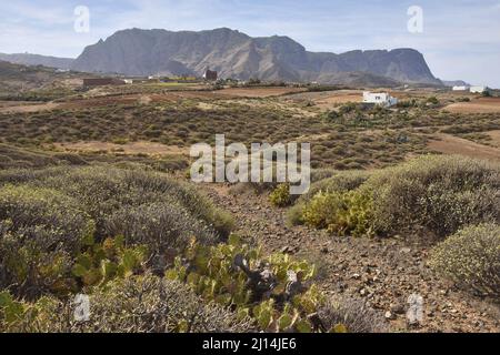 Aride Vulkanlandschaft mit Sukkkulenten in der Nähe von Agaete im Nordwesten von Gran Canaria Kanarische Inseln Spanien. Stockfoto