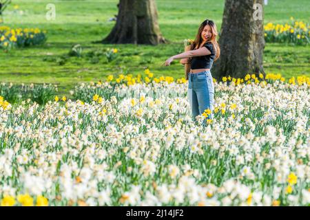 London, Großbritannien. 22. März 2022. Touristen und Einheimische genießen einen Spaziergang und machen Fotos zwischen den Frühlings-Narzissen, die bei sonnigem Wetter im St. James Park in voller Blüte stehen. Kredit: Guy Bell/Alamy Live Nachrichten Stockfoto