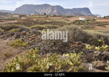 Aride Vulkanlandschaft mit Sukkkulenten in der Nähe von Agaete im Nordwesten von Gran Canaria Kanarische Inseln Spanien. Stockfoto