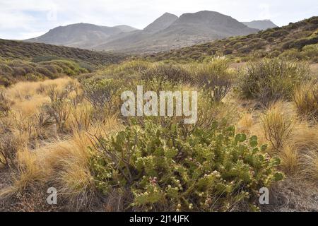 Opuntia Kaktus und Sukkulenten in der ariden Landschaft der nordwestlichen Kanarischen Inseln von Gran Canaria Spanien. Stockfoto