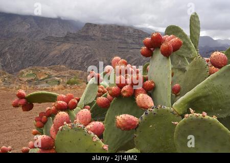 Opuntia ficus-indica (Kaktus aus stacheliger Birne) mit essbaren Früchten wächst in der ariden Landschaft der nordwestlichen Kanarischen Inseln von Gran Canaria. Stockfoto