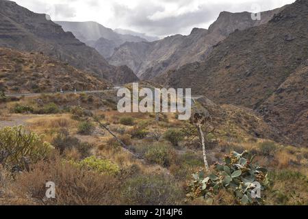 Aride, grasbewachsene Landschaft mit Sukkkkulenten, vulkanische Berge im Nordwesten von Gran Canaria Kanarische Inseln Spanien. Stockfoto