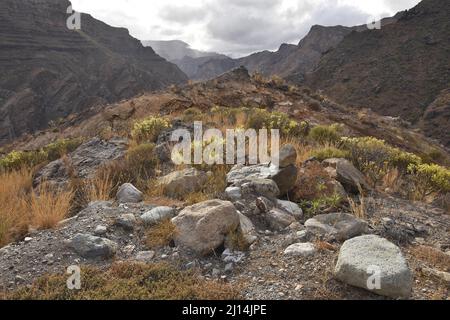 Aride, grasbewachsene Landschaft mit sukkkulenten Pflanzen, Wolken bilden sich über vulkanischen Bergen im Nordwesten von Gran Canaria Kanarische Inseln Spanien. Stockfoto