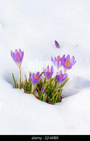 Crocus blüht durch einen späten Winterschnee in den Pocono Mountains in Pennsylvania Stockfoto