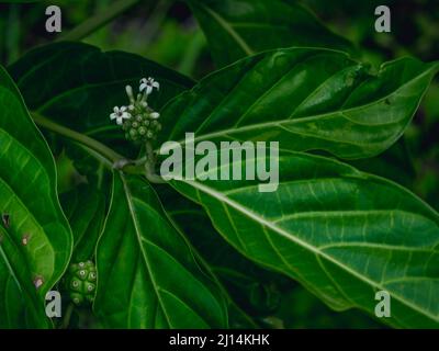 Das Foto zeigt eine Noni-Frucht, die an einem Baum hängt. Der Morinda-Baum ist exotisch und in den Tropen heimisch. Fotoqualität in HD. Glänzende dunkelgrüne Blätter und Stockfoto