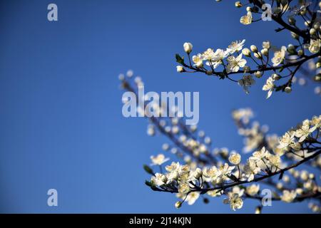 Pflaumenbaum in Blüte aus nächster Nähe Stockfoto