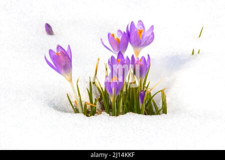 Crocus blüht durch einen späten Winterschnee in den Pocono Mountains in Pennsylvania Stockfoto