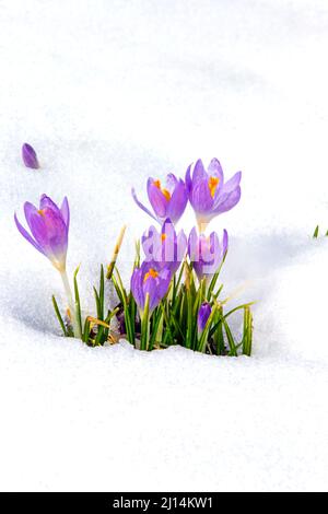 Crocus blüht durch einen späten Winterschnee in den Pocono Mountains in Pennsylvania Stockfoto