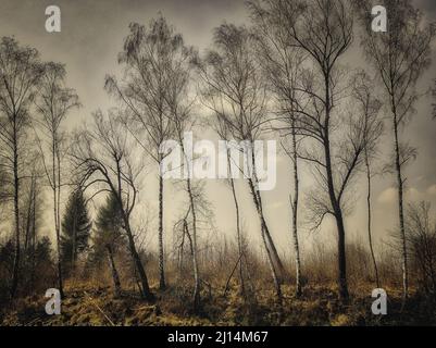 FOTOKUNST: Espen im Loisach Moor bei Kochel, Bayern, Deutschland Stockfoto