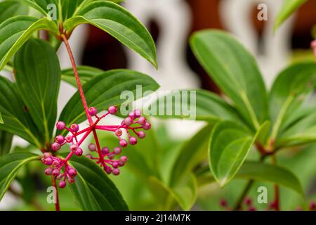 Medinilla-Pflanze mit grünen Blättern mit runden roten Blüten, unscharfem grünen Laubhintergrund, natürliches Konzept Stockfoto