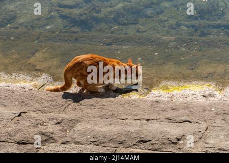 Luzern, Schweiz, 10. März 2022 durstige Katze trinkt Wasser aus dem See Stockfoto