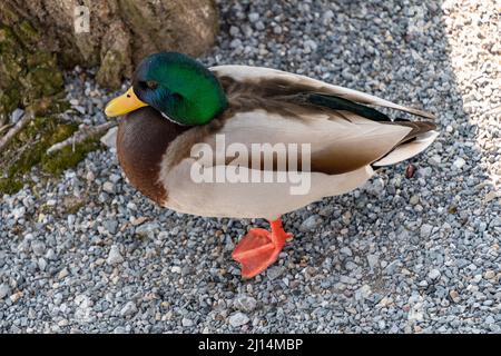 Luzern, Schweiz, 10. März 2022 die männliche Ente am Wasser macht einen Spaziergang Stockfoto