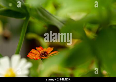 Die Zinnienblume, die in der Mitte blüht, ist gelb mit einem verschwommenen grünen Laubhintergrund, Naturkonzept Stockfoto