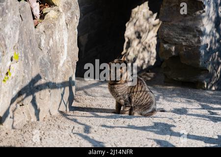 Luzern, Schweiz, 10. März 2022 im Gletschergartenmuseum ist Cat auf Nahrungssuche Stockfoto