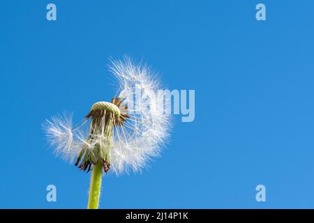 Ein weißer, flauschiger Dandelion mit einigen Samen, die vor einem strahlend blauen Himmel wegfliegen. Teilweise kahlköpfiger Kopf eines Dandelions mit Samen in Form eines Numbrels Stockfoto