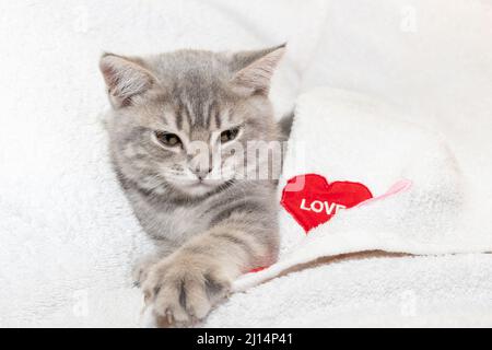 Grau gestreiftes kleines Kätzchen, bedeckt mit einer weißen Decke mit einem roten Herzen. Das Kätzchen ruht nach dem Spielen. Porträt einer schönen grauen gestromten Katze. Stockfoto