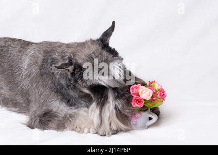 Hunde-Miniatur-Schnauzer auf einer weißen Decke neben einem Blumenkorb. Tierpflege. Geschenk für Mama. Blumen für Mama. Haustiere sind wie Menschen Stockfoto