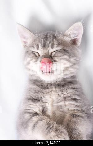 Ein grau gestreiftes kleines Kätzchen leckt seine Nase mit der Zunge auf eine weiße Decke. Das kleine Kätzchen leckt sich gerne die Lippen. Schlafende kleine Kätzin Stockfoto