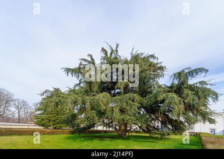 Blick auf einen großen Baum im Monza Park, an einem klaren Wintertag. Monza, Lombardei, Norditalien Stockfoto