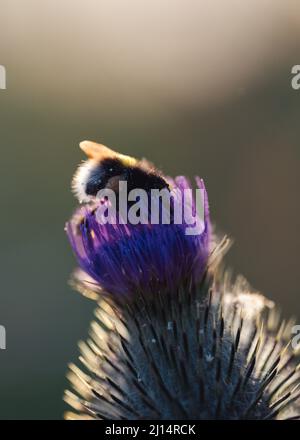 Nahaufnahme einer Honigbiene, die an einem sonnigen Tag Nektar aus einer Distelblume im Garten sammelt Stockfoto