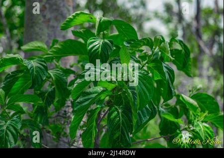 Das Foto zeigt eine Noni-Frucht, die an einem Baum hängt. Der Morinda-Baum ist exotisch und in den Tropen heimisch. Fotoqualität in HD. Glänzende dunkelgrüne Blätter und Stockfoto