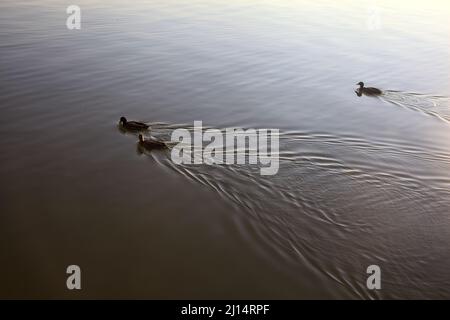 Stockenten schweben auf einem See Stockfoto