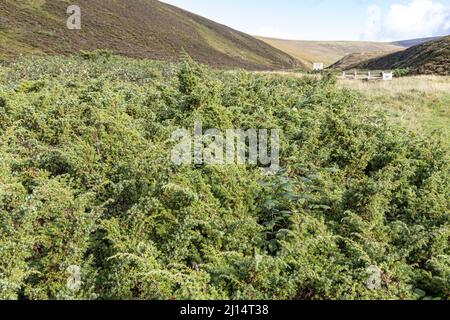 Wacholder wächst im Tal von Conglass Water bei Blairnamarrow in der Nähe von Tomintoul, Moray, Schottland, Großbritannien. Stockfoto