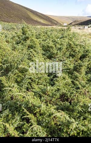 Wacholder wächst im Tal von Conglass Water bei Blairnamarrow in der Nähe von Tomintoul, Moray, Schottland, Großbritannien. Stockfoto