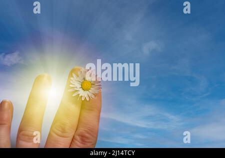 Weiße Kamille in der Hand vor dem Hintergrund der Himmelssonne. Für Text platzieren Stockfoto
