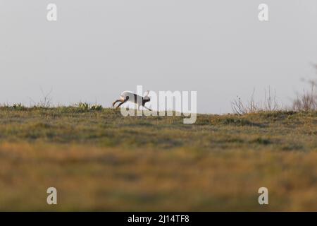 Europäischer Hase Lepus europeaus, Erwachsener läuft am Horizont, Suffolk, England, März Stockfoto