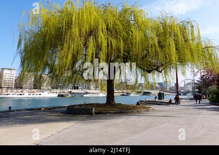 Weidenbaum am Ufer der seine im Tino Rossi Garten, Quai Saint-Bernard, im Frühjahr, März, Paris, Frankreich. Stockfoto