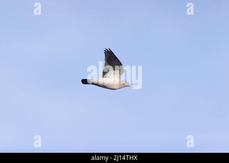 Stock Dove (Columba oenas) Flug für Erwachsene, Suffolk, England, März Stockfoto